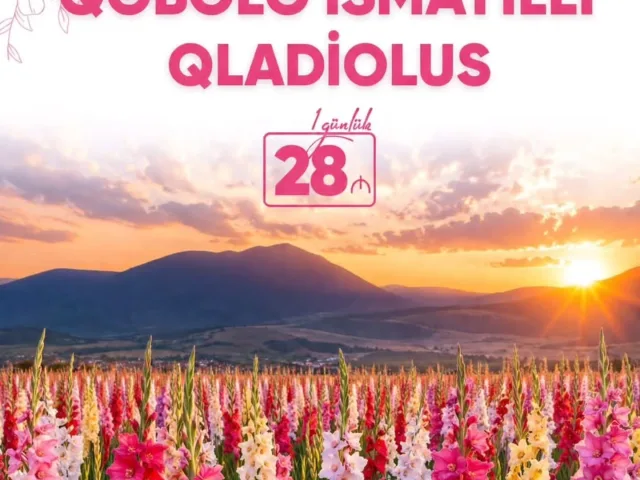 İsmayıllı Qəbələ Qladiolus Turu