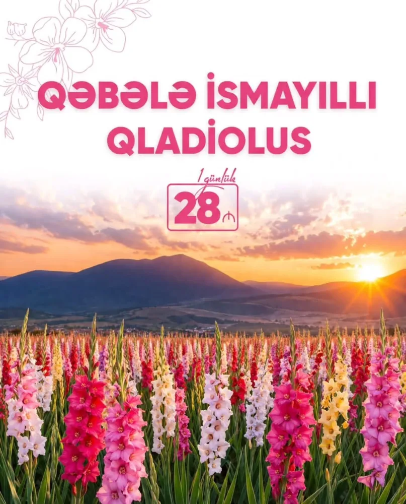 İsmayıllı Qəbələ Qladiolus Turu